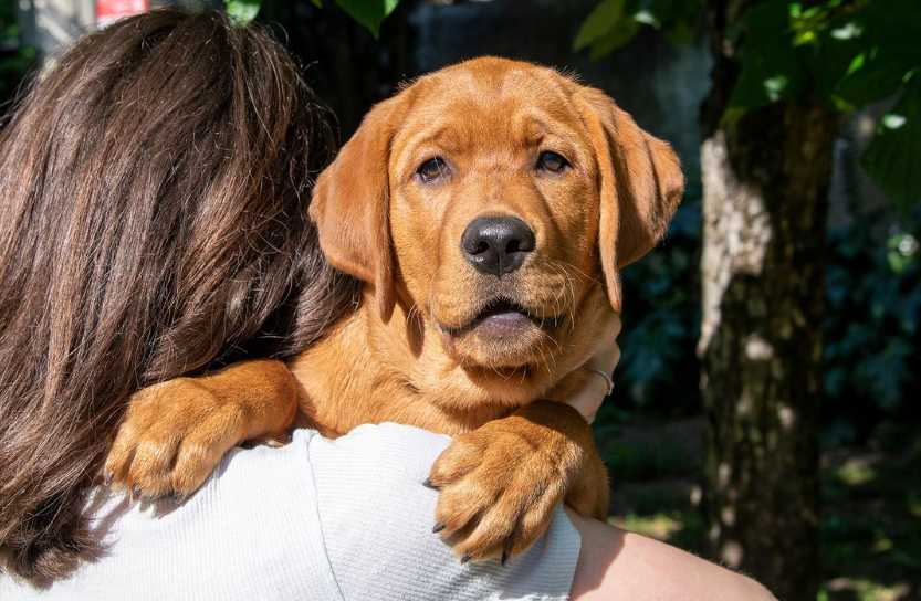 Immagine La Regione cerca famiglie affidatarie per futuri cani guida e da allerta medica